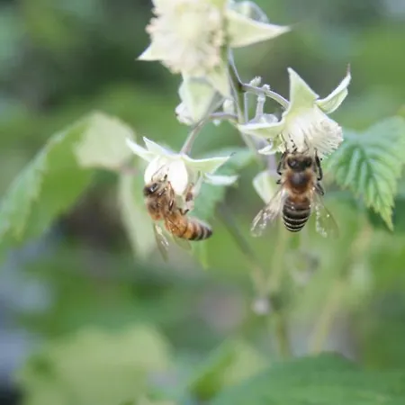 Badalone 公寓 多马索