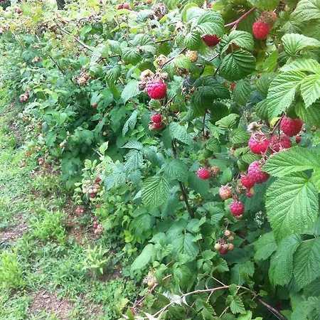 Badalone 아파트 도마소