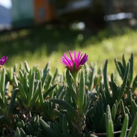 아파트 Badalone 도마소