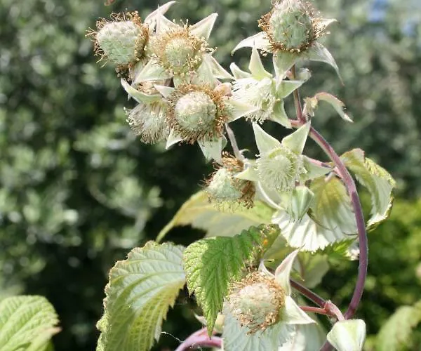 Badalone דומאסו