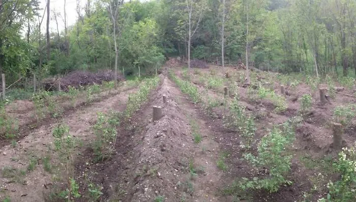 Апартаменты Badalone *