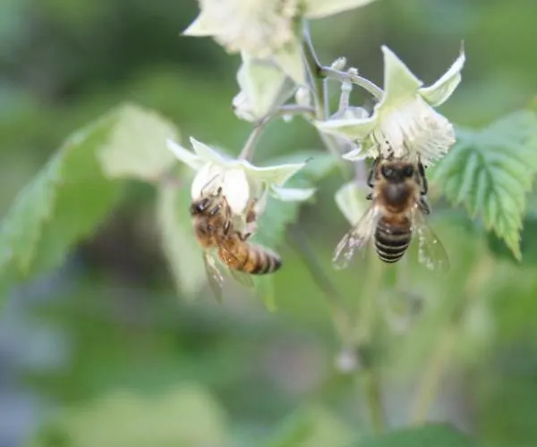 Badalone דירה דומאסו