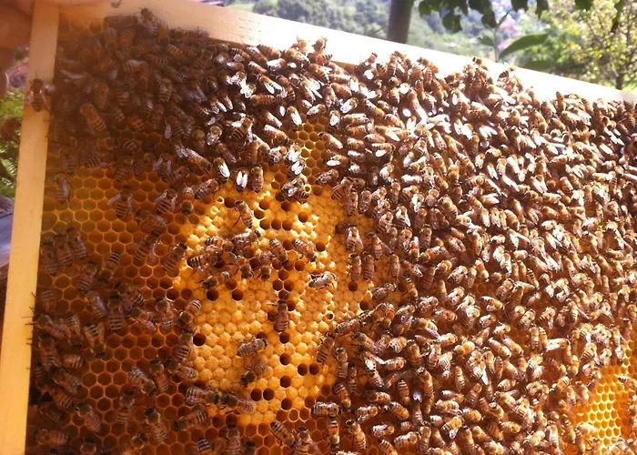 Апартаменты Badalone *