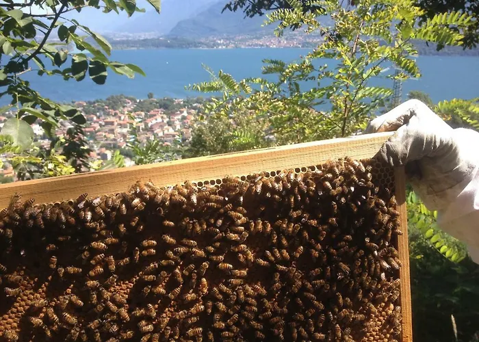 Badalone Апартаменты *