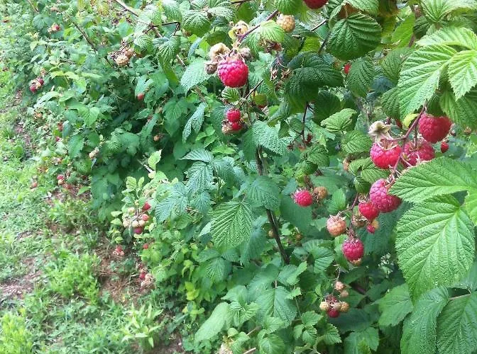 Badalone דירה דומאסו
