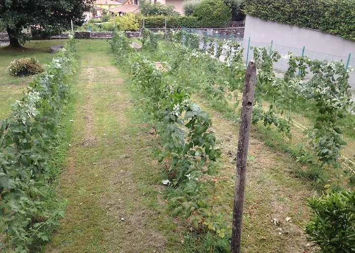 Badalone * Домазо