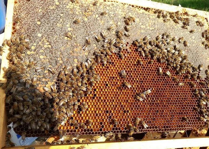 Badalone Апартаменты