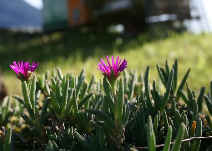 Апартаменты Badalone Домазо